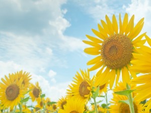 N745_zamanohimawaritoaozora_TP_V